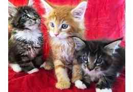 Maine coon kittens Дюссельдорф