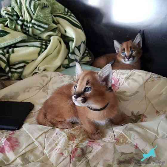 Caracal kittens Potsdam