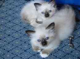 Birman kittens Ганновер