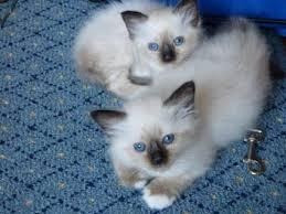 Birman kittens Hannover - photo 1