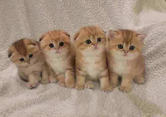 Scottish fold kittens Берлін