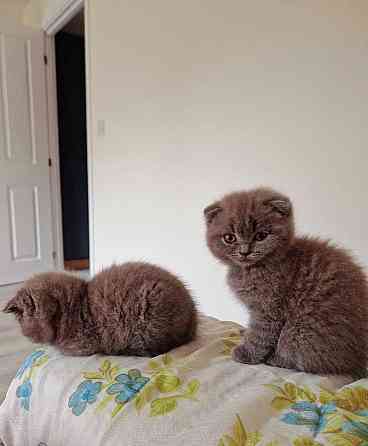 Scottish fold kittens Гамбург