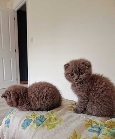 Scottish fold kittens Hamburg - photo 1