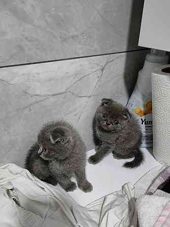 Scottish fold kittens Эрфурт