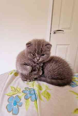 Scottish fold kittens Дрезден