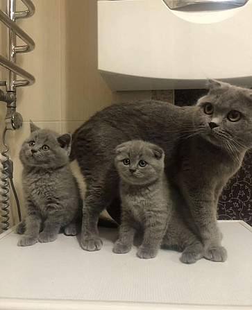 Scottish fold kittens Потсдам - изображение 1