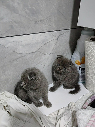 Scottish fold kittens Bremen - photo 1