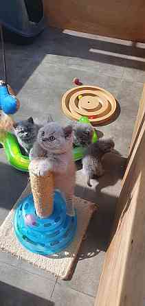 British Shorthair kittens Mainz