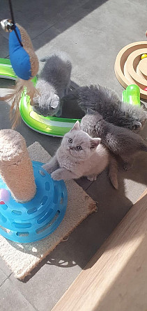 British Shorthair kittens Гамбург - изображение 2