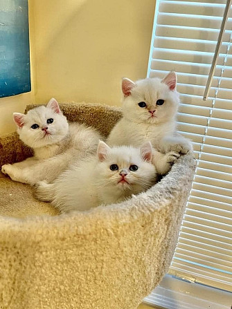 British Shorthair kittens Schwerin - photo 1