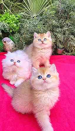 British Shorthair kittens Гамбург