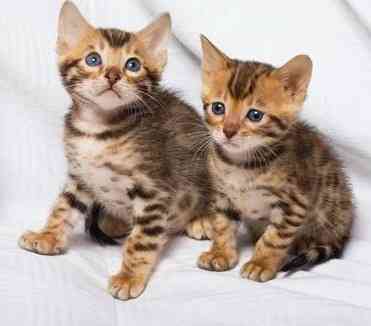 Bengal kittens Potsdam