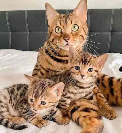 Bengal kittens Ганновер