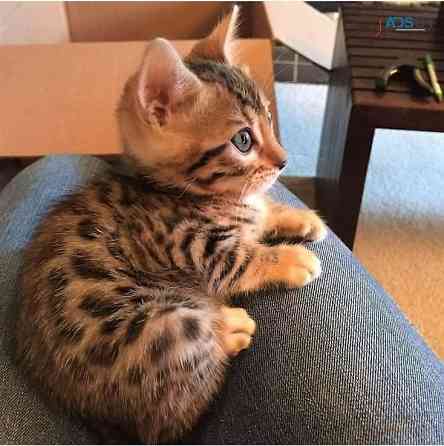 Bengal kittens Saarbruecken