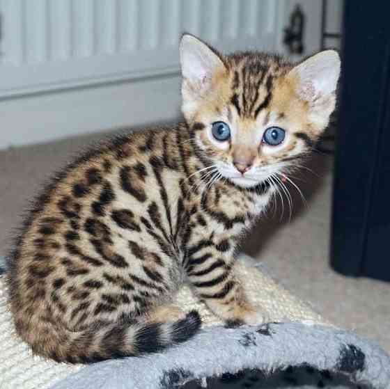 Bengal kittens Магдебург