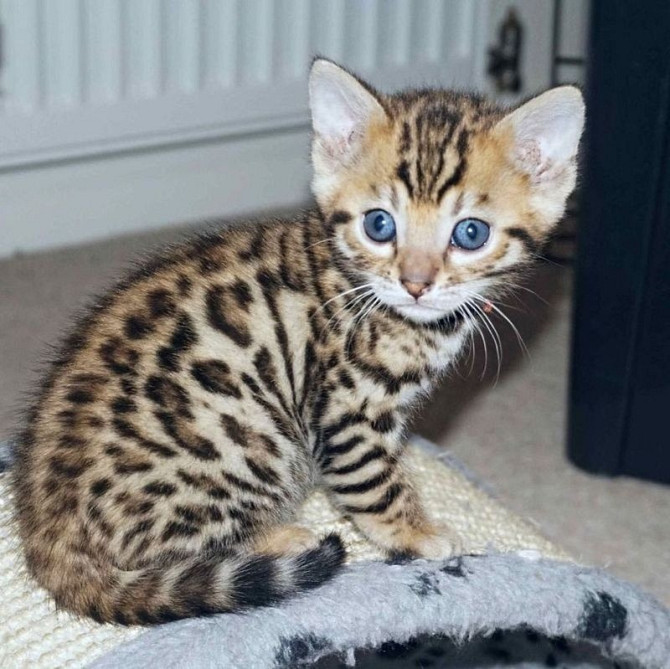 Bengal kittens Magdeburg - photo 1