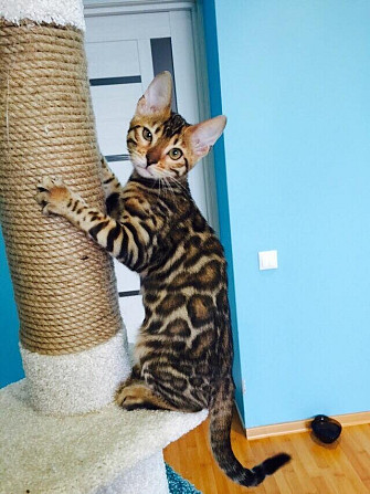 Bengal kittens Дюссельдорф - изображение 1