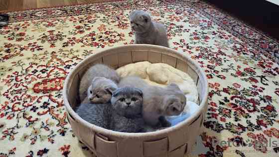 Scottish fold kittens Висбаден