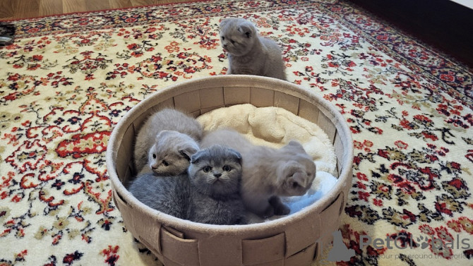 Scottish fold kittens Wiesbaden - photo 1