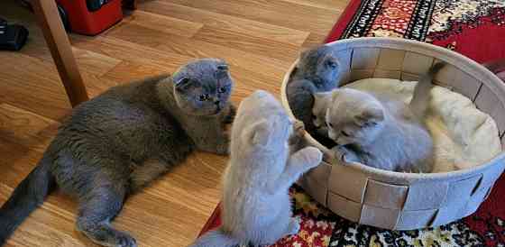 Scottish fold kittens Вісбаден