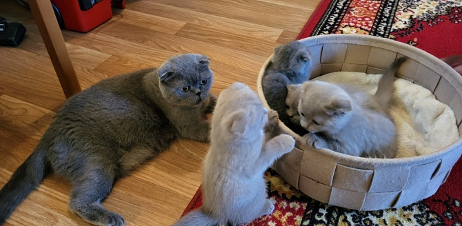 Scottish fold kittens Вісбаден - изображение 1