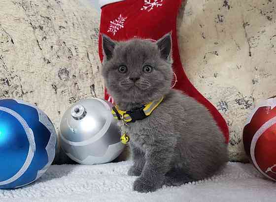 Scottish fold kittens Ганновер