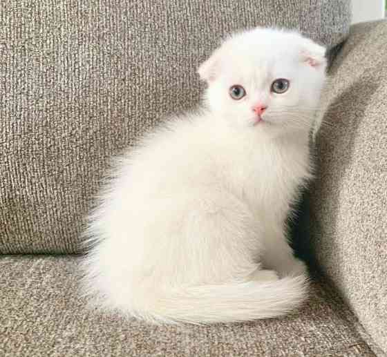 Scottish fold kittens Магдебург