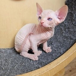 Sphynx kittens Hannover - photo 1