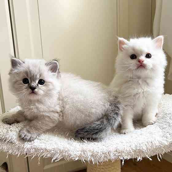 Ragdoll Kittens Берлін