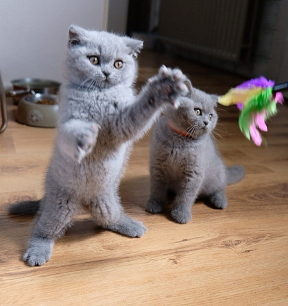 Britische Kurzhaar-Kätzchen, Weibchen und Männchen zur Adoption. Hannover - photo 1