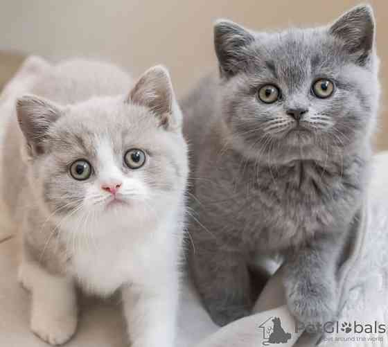 British Shothair kittens Hamburg