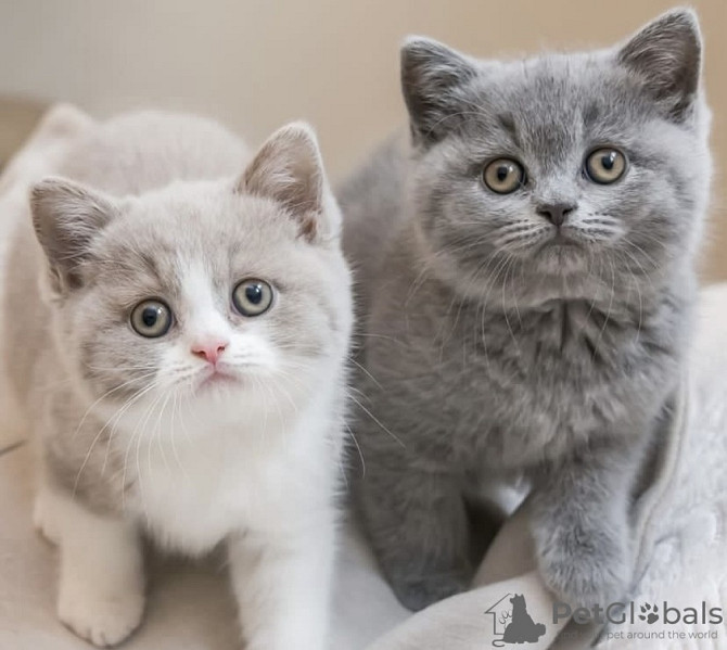 British Shothair kittens Hamburg - photo 1