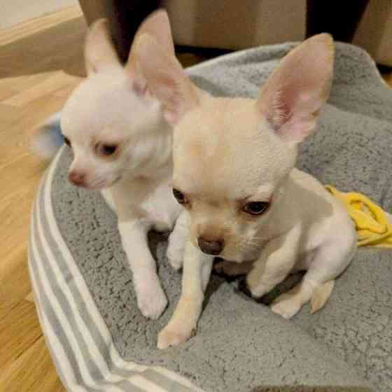 Chihuahua männlich und weiblich +44 7482162214 Шверін