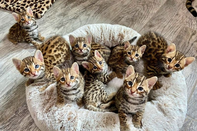 Bengal kittens Stuttgart - photo 1