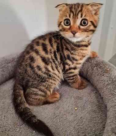 Bengal kittens Potsdam