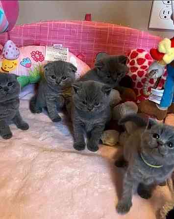 British Shorthair kittens Ерфурт