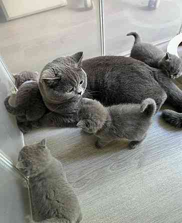 British Shorthair kittens München