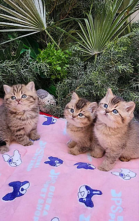 British Shorthair kittens Stuttgart - photo 1