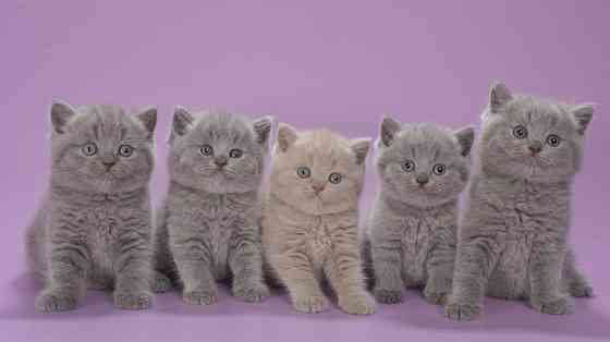 British Shorthair kittens Hannover