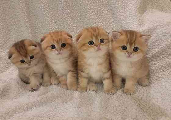 Scottish fold kittens Гамбург