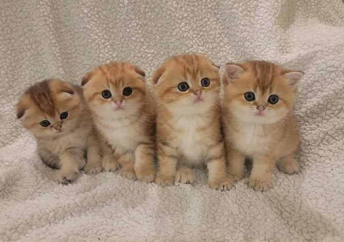 Scottish fold kittens Hamburg - photo 1