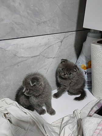 Scottish fold kittens Шверін - изображение 2