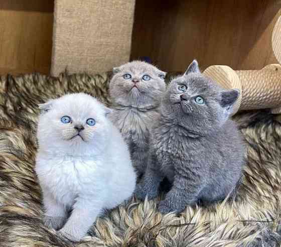 Scottish fold kittens Магдебург