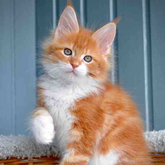 Maine coon kittens Берлин