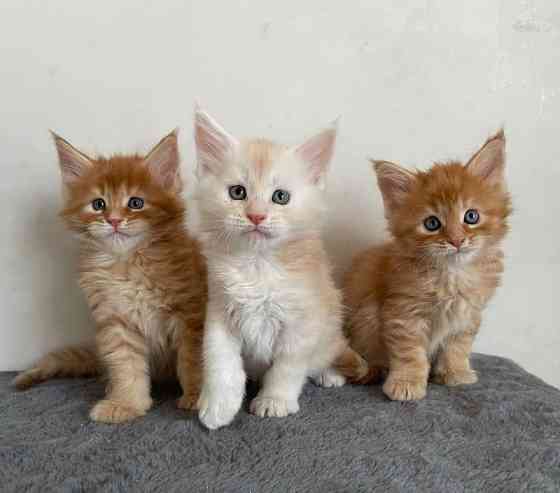 Maine coon kittens Бремен