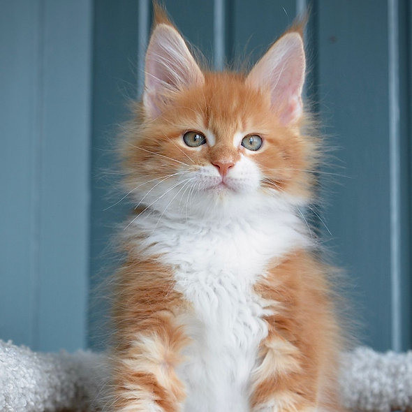 Maine coon kittens Mainz - photo 1