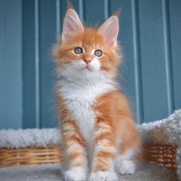 Maine coon kittens Duesseldorf - photo 1