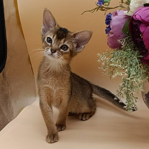 Abyssinian kittens Munich - photo 1