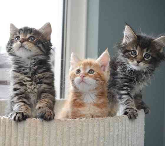 maine coon kittens Munich