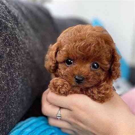 Щенки teacuppoodle. Берлін